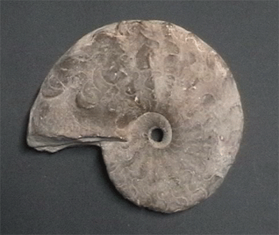 Foto Ammonit