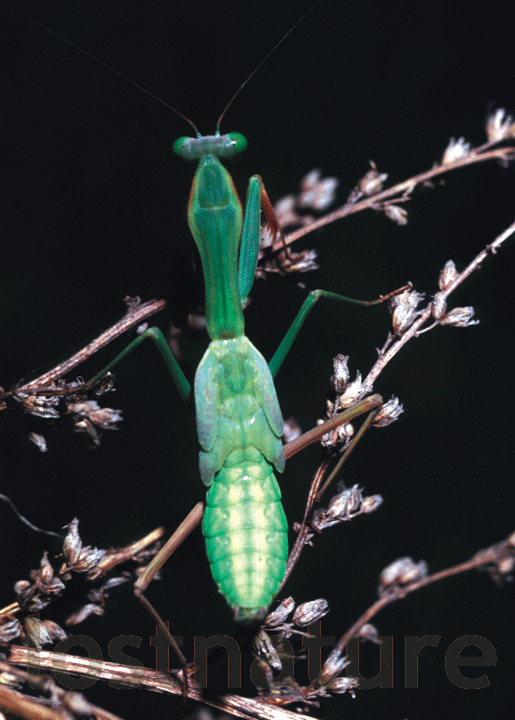 Foto Mantis religiosa